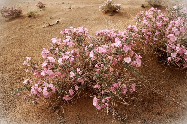 woestijnbloemen