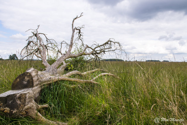 Ontwortelde boom op Dwingelderveld