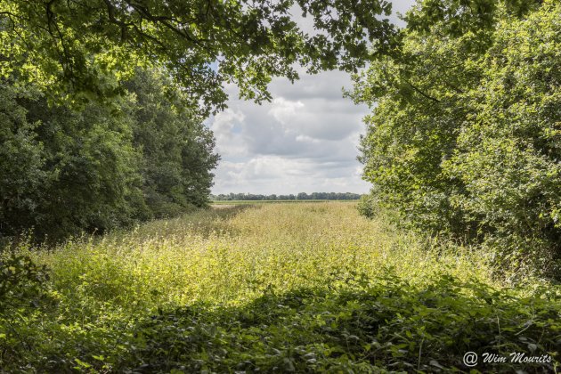 Doorkijkje bij Dwingelerveld 