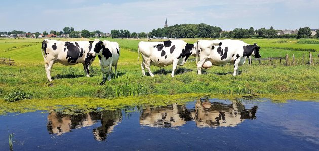 Onze achtertuin