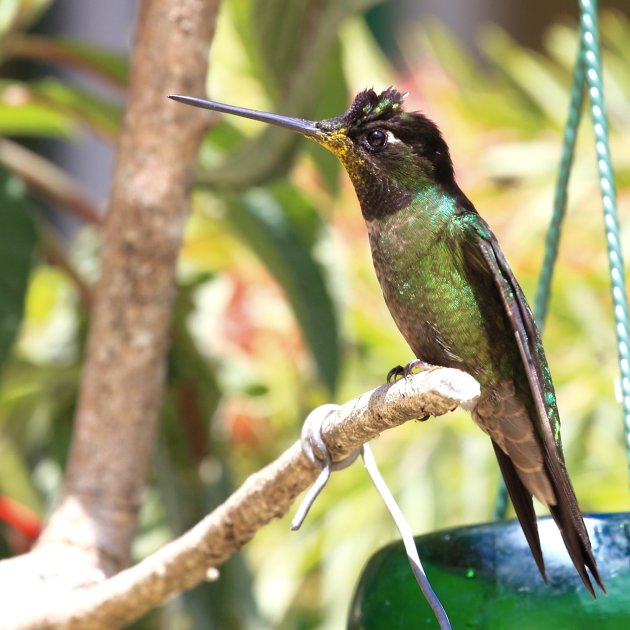 Birdwatching in San Gerardo de Dota