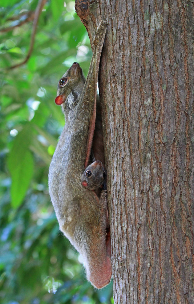 Flying lemur met jong