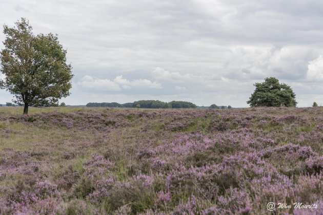 Hei op het Dwingelderveld