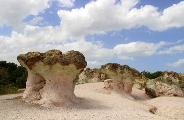 Reuzenpaddestoelen in de Rodopen