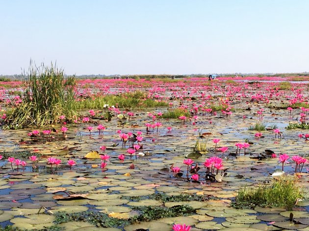 Lotusbloemen zover je kijken kunt.