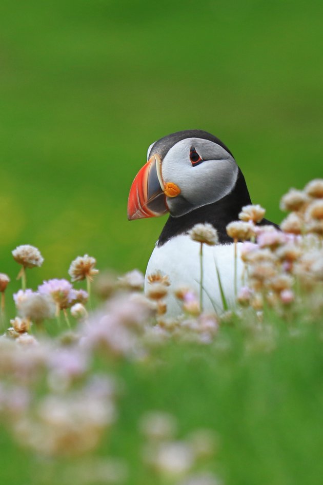 Puffin op Noss