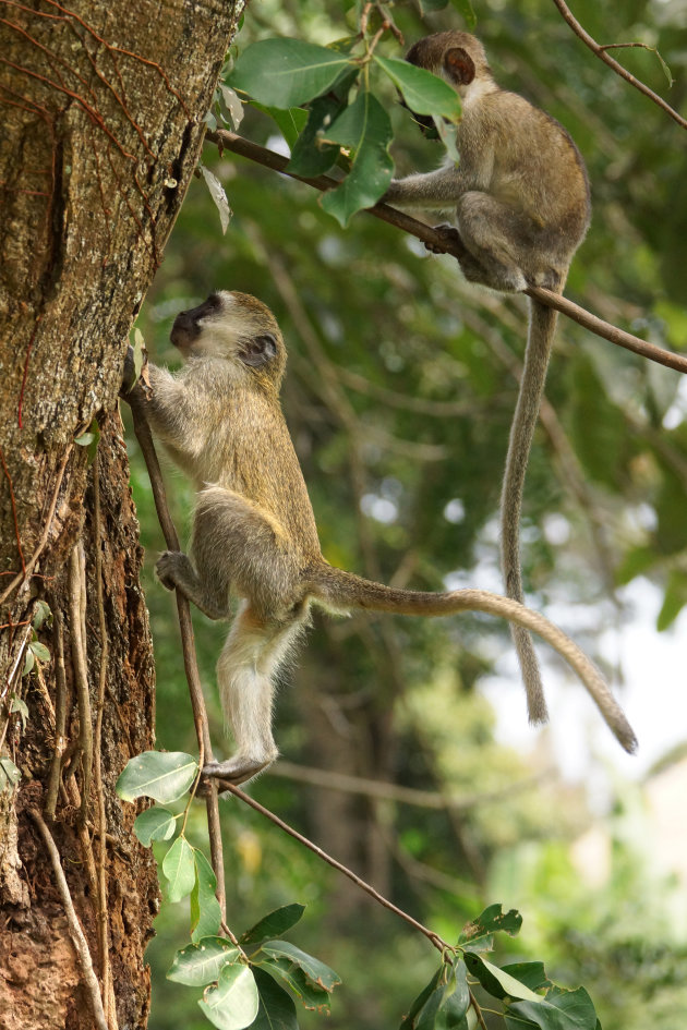 Groene meerkat kan al klimmen in Entebbe