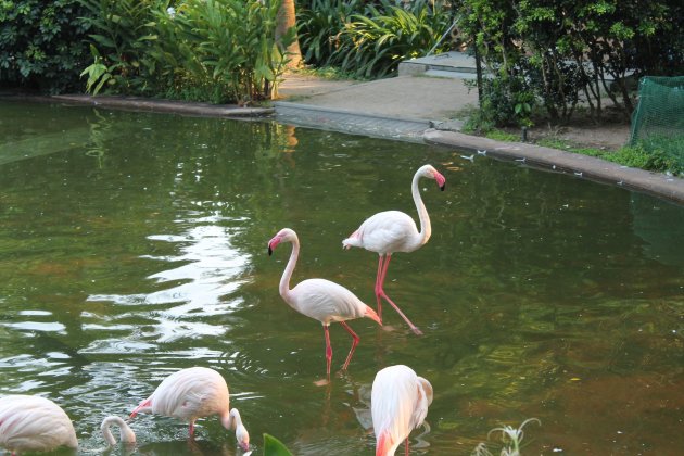 Flamingo's in Hongkong?!