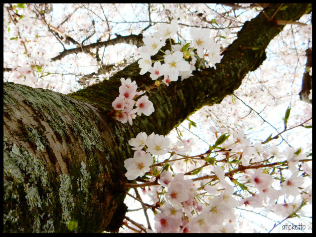 Cherry Blossom in Kyoto