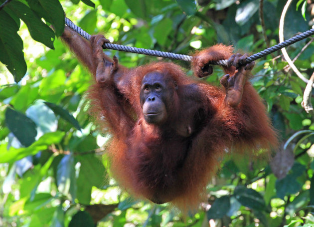 Orang-oetan Semenggoh Wildlife Center