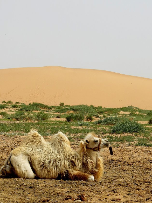 Doe meer met kameel