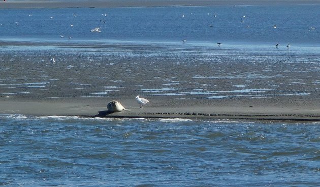 Relaxende zeehond op het wad bij Ameland.