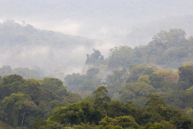 Kibale Forest