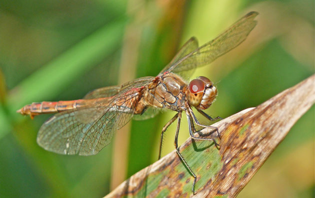 Een libelle