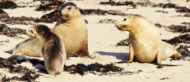 Zeeleeuwen Kangaroo Island