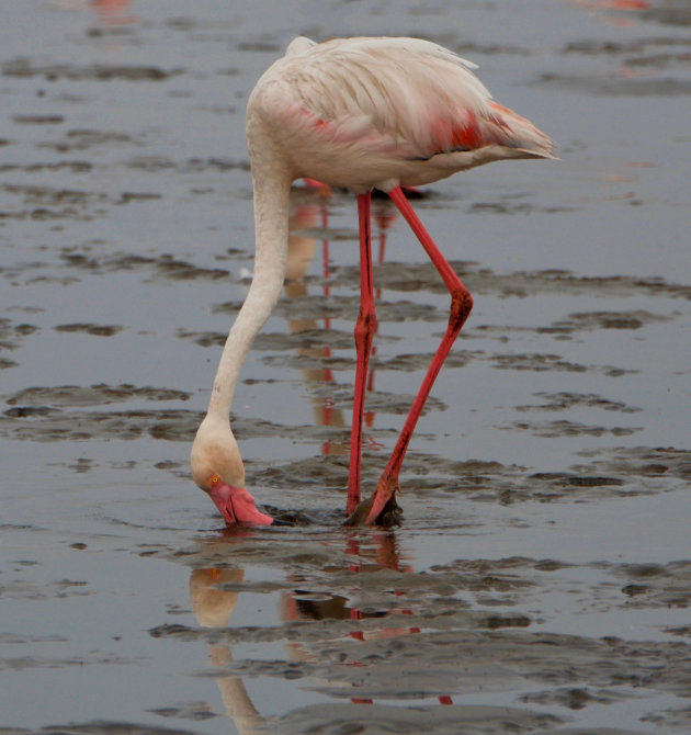 Dorstige flamingo 