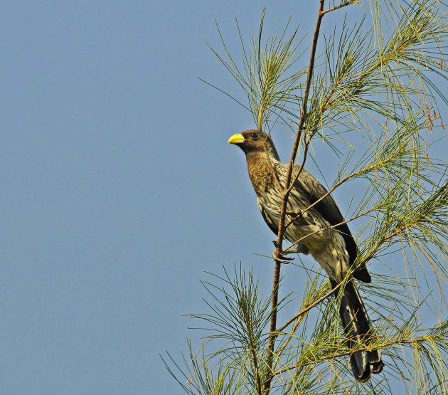 Lachende vogel!