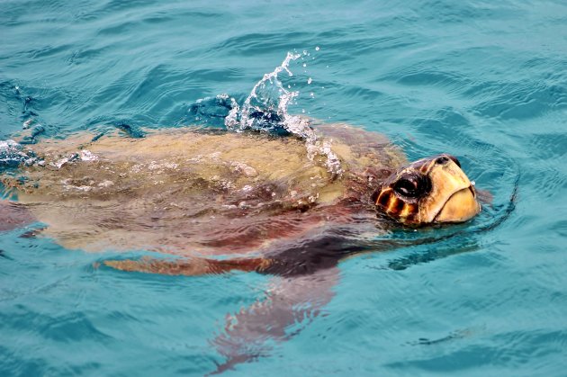 Caretta Caretta