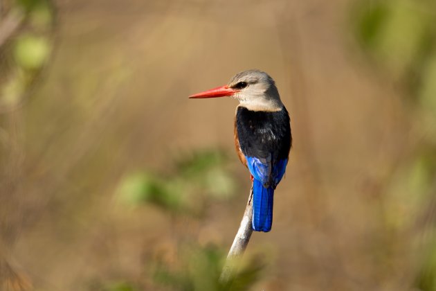 Grey-headed kingfisher