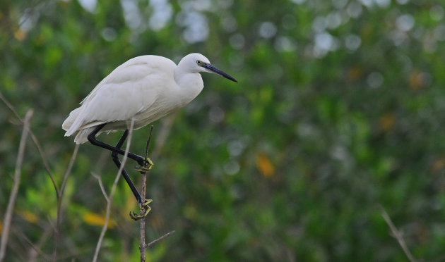 White Morph!