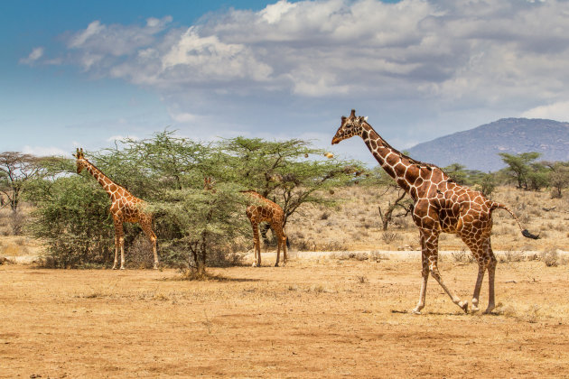 familie netgiraffen