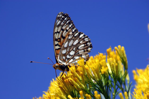 Butterfly In The Sun