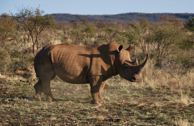 World Rhino Day