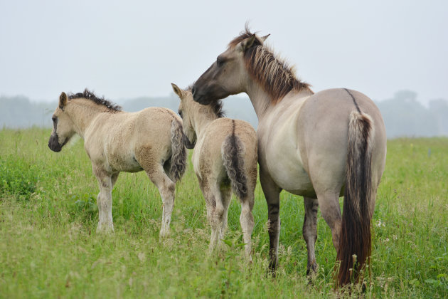 Wilde Konikpaarden