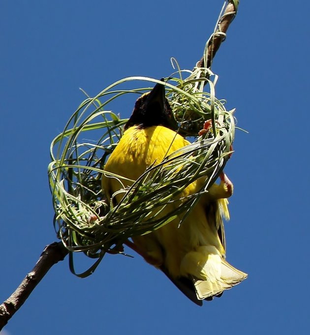 Nestje bouwen