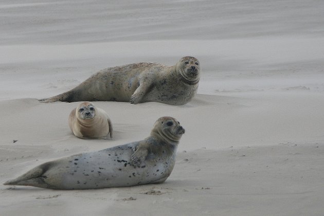 zeehonden spotten vanaf Terscheling