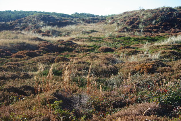 Duinen van Texel