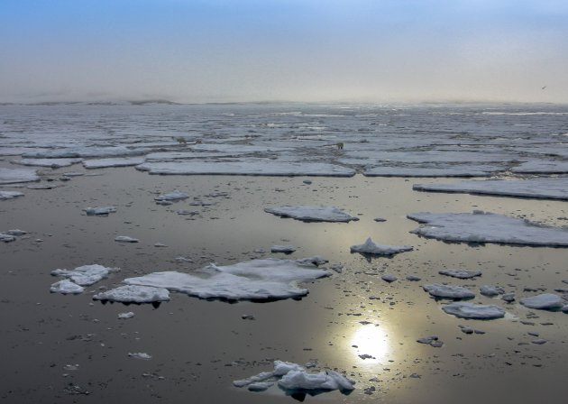 IJsberen spotten op Spitsbergen, maar dan anders.