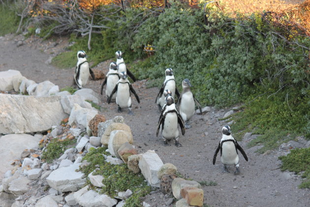 Parade van Zwartvoetpinguins