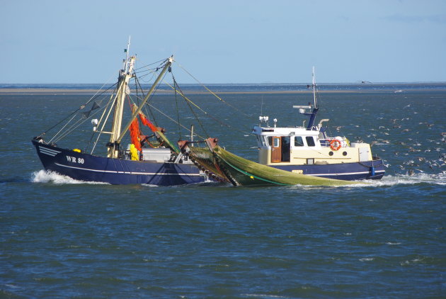 Vissen op de wadden