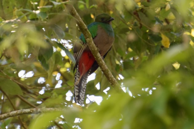 Jawel hoor, ook het vrouwtje mag er zijn...prachtige Quetzaldame