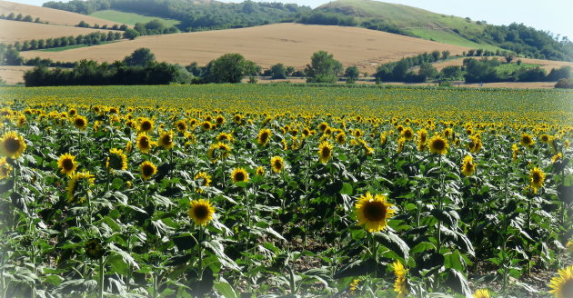  Zonnebloemvelden