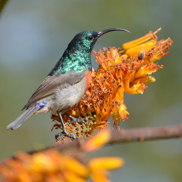 Prachtig vogeltje.