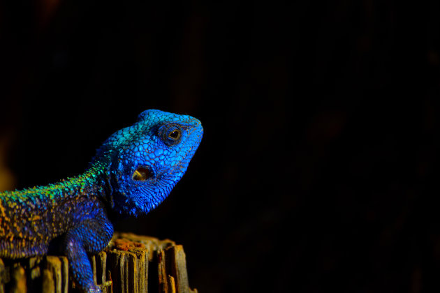 Blauwkop agaam in het zonnetje