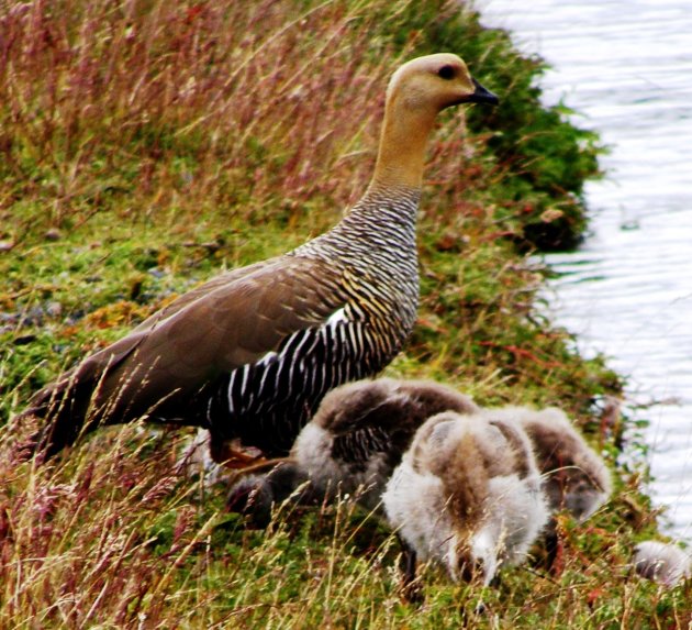 moeder en kroost gans