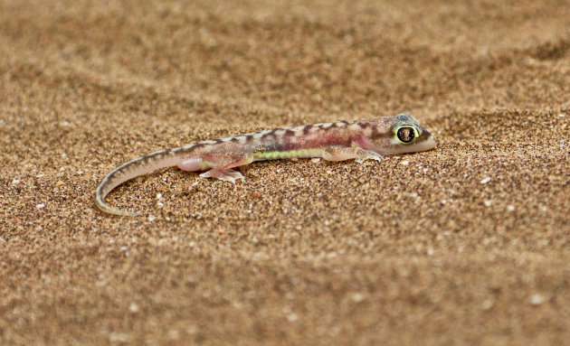 Gekko 