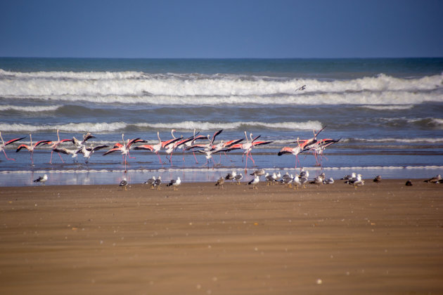 Drukte op het strand van Oued Chebika