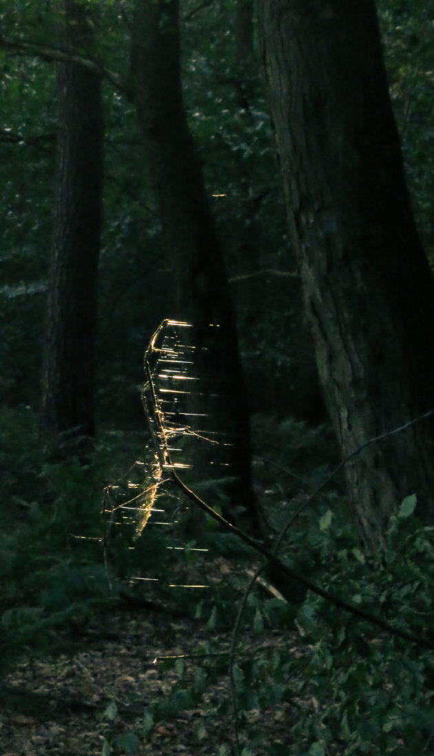 Ragfijn in het donkere bos; als een elfenvleugeltje…
