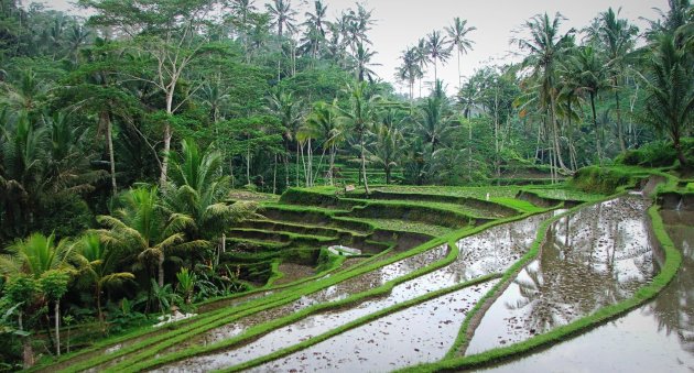 Rijstterrassen bij Gunung Kawi 