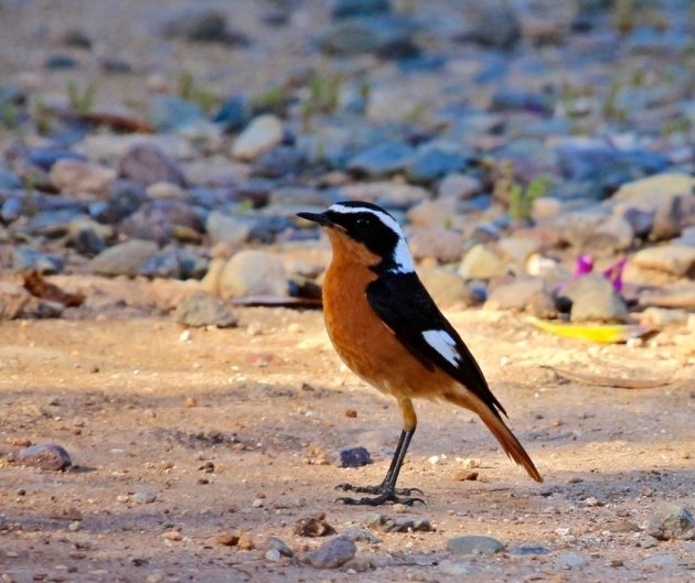 Vogels spotten in Marokko