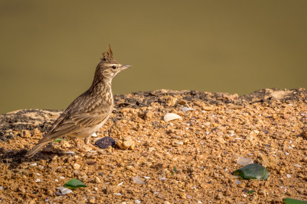 (Veld)Kuifleeuwerik aan de westkust van Marokko