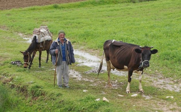 Uitlaten paard en koe