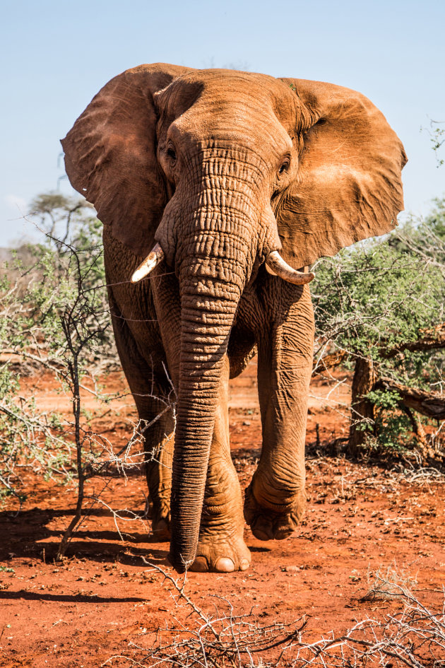 grote rode olifant - Zimanga GR