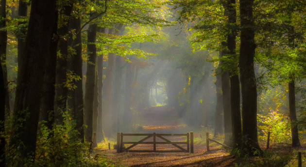 Het Roekelsebos