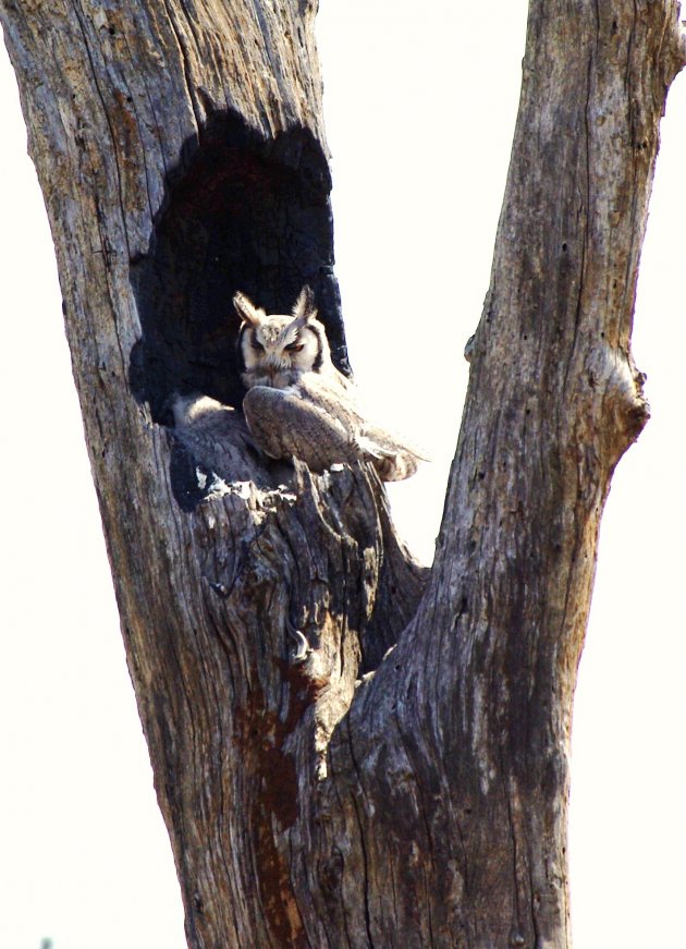 Owls in tree bark