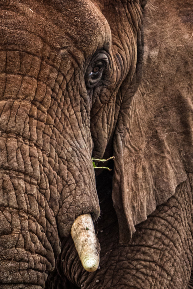 olifant close up in Zimanga GR
